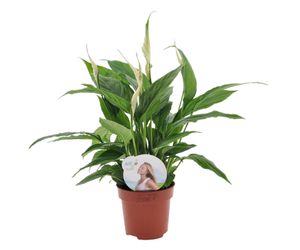 Plant in a Box - Spathiphyllum 'Torelli' - Friedenslilie - Einblatt - Zimmerpflanzen - Topf 12cm - Höhe 30-45cm