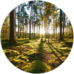 Sticker Kreis BÄUME Wald Sonnenstrahlen Pflanzen Natur Grün Landschaft 3D Wandtattoo Aufkleber Wohnzimmer 100 cm x 100 cm