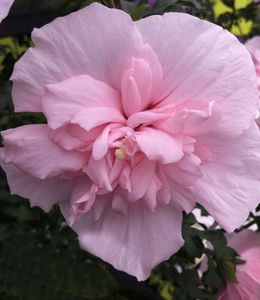 BALDUR-Garten Gefüllter Hibiskus Chiffon pink, 1 Pflanze, Blüten essbar, Zierstrauch, bienenfreundlich, Hibiscus syriacus, winterhart, pflegeleicht, blühend