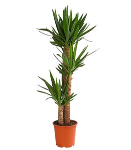 Dehner Yucca-Palme, dreitriebig, ca. 120-140 cm, Ø Topf 24 cm, Zimmerpalme