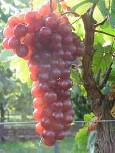 Vitis vinifera Piroschka rote Weinrebe Traube selbsbefruchtend veredelt
