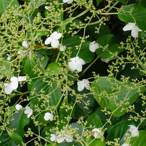 Hortensie \'Petiolaris\' - Kletterhortensie - Schlingpflanze - Selbstklebend - ⌀15 cm - ↕60-70 cm