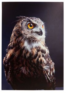 Deko-Panel JAD, 68x98 cm, 'Owl'