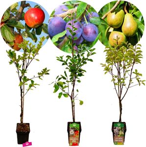 Set mit 3 Obstbäumen – 1 Apfel, 1 Birne, 1 Pflaume – Höhe +100 cm – 5-Liter-Topf – Mix D