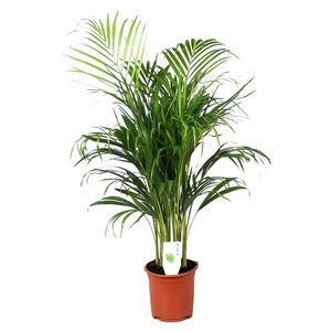 Dypsis Lutescens - Areca Goldfruchtpalme - Topf 21cm - Höhe 100-120cm