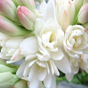 Polianthes Tuberosa Tuberóza voňavá 1 sadenica Tuberóza voňavá
