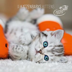 Katzenbabys 2025 - Broschürenkalender 30x30 cm (30x60 geöffnet) - Kalender mit Platz für Notizen - Wandkalender - Wandplaner - Katzenkalender