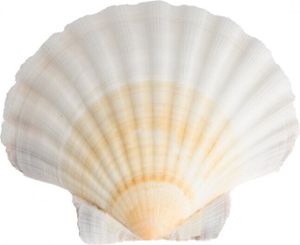 Pecten jacobaeus, Größe ca. 10-12cm | Jakobsmuschel