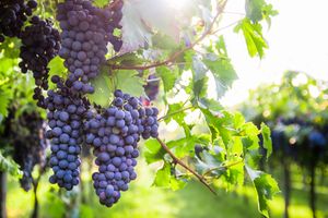 Weintraube Regent Vitis Weinrebe Weintrauben Wein knackig süß blau 60-100 cm