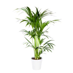Leicht zu pflegende Zimmerpflanze in Hydrokultur von Botanicly: Kentia Palme – Höhe: 125 cm – Howea forsteriana Kentia