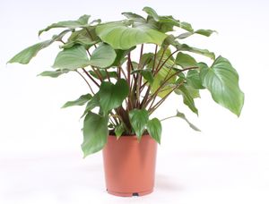 Grünpflanze – Herzblattpflanze (Homalomena rubescens Maggy) – Höhe: 80 cm – von Botanicly