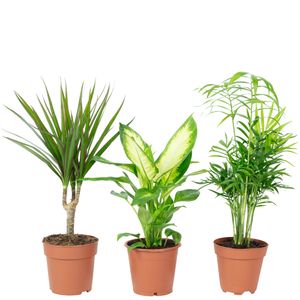 3er-Set pflegeleichte Zimmerpflanzen Chamaedorea, Dieffenbachie, Dracaena - pflegeleichte Zimmerpflanze, Topf-Ø 10-12 cm