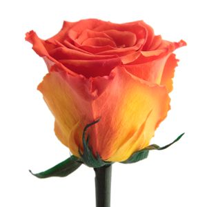 Echte Rose mit Stiel 45-50cm lang haltbar 3 Jahre Infinity Rosen konserviert, Orange