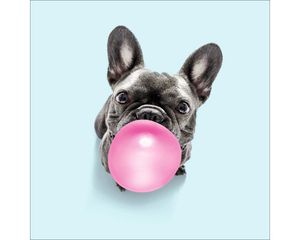 Leinwandbild Dogs chewing gum II 27x27 cm