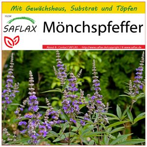 SAFLAX Anzucht Set - Mönchspfeffer - Vitex agnus-castus - 30 Samen - Mit Mini-Gewächshaus, Anzuchtsubstrat und 2 Töpfen