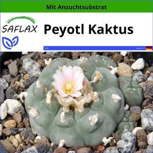 SAFLAX - Peyotl Kaktus - Lophophora williamsii - 20 Samen - Mit keimfreiem Anzuchtsubstrat