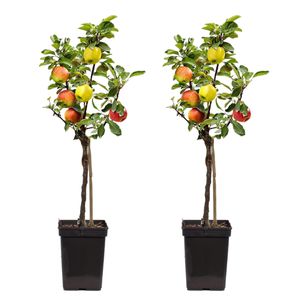 Plant in a Box - Trio-Apfelbaum - 3 Apfelsorten an 1 Baum - 2er Set - Malus Elstar, Malus Jonagored, Malus Golden Delicious - Obstbaum - Topf 17cm - Höhe 60-70cm