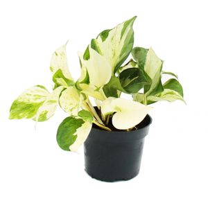 Weiß-bunte Efeutute - Epipremnum Happy Leaf - Scindapsus - 12cm Topf - rankende Zimmerpflanze