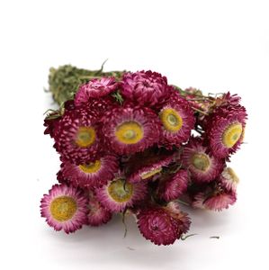 Helichrysum Blüten Getrocknet mit Stiel - Violett - 50cm - Trockenblumen