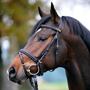 KAVALKADE Trense RAVENNA Ecoline schwedisch kombiniertes Reithalfter schwarz, Warmblut