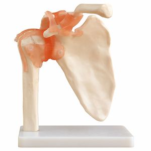 Lebensgroße menschliche  Schulter (Knochenmodell) von MedMod