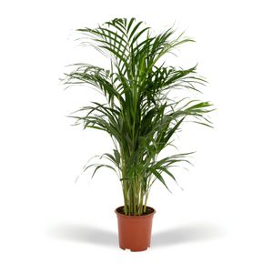 Hello Plants Areca Palme Goldpalme - Ø 19 cm Topf - Höhe: 85 cm