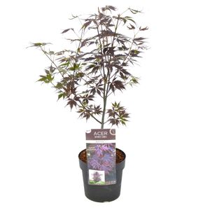 Plant in a Box - Acer palmatum 'Black Lace' - Japanischer Ahornbaum - Winterhart - Topf 19cm - Höhe 60-70cm