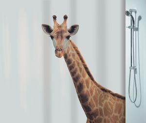 Spirella Anti-Schimmel Duschvorhang "Giraffe Savana" Anti-Bakteriell, waschbar, wasserdicht Polyester 180x200cm