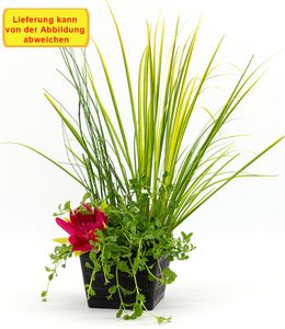 BALDUR-Garten Teichpflanzen-Korb "Mix 3 Pflanzen", 1 Set Wasserpflanzen für den Gartenteich