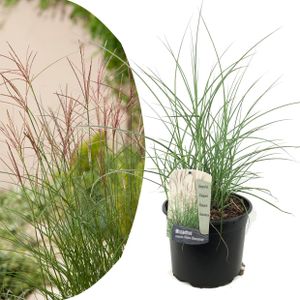 Plant in a Box - Miscanthus sinensis 'Kleine Silberspinne' - Chinaschilf Zebrinus - Ziergras - Topf 23cm - Höhe 20-30cm