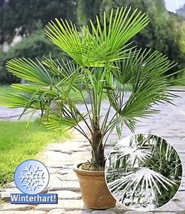 Winterharte Kübel-Palmen Chinesische Hanfpalme Freilandpalme Gartenpalme, 1 Pflanze, Trachycarpus fortunei frosthart