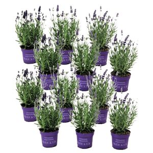 Lavandula angustifolia - 12er Set - Lavendelpflanze - Topf 10,5cm - Höhe 10-15cm