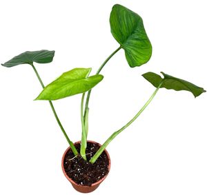 Grünpflanze – Kletter-Philodendron (Syngonium Chiapense) – Höhe: 40 cm – von Botanicly