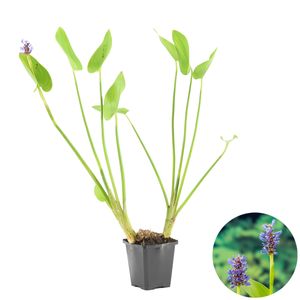 Hechtkraut | Pontederia \'Cordata\' - Teichpflanze im Gartentopf cm9 cm - ↕15 cm