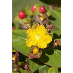 Hypericum inodorum - Johanniskraut, im Topf 13 cm - 13 cm