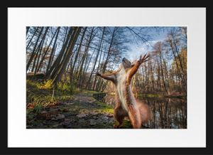 Lustiges Eichhörnchen steht im WaldBilderrahmen mit Galerie-Passepartout / Format: 55x40cm / gerahmt / hochwertige Leinwandbild Alternative