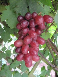 Vitis vinifera Rhea® Rose - Weinrebe Weintraube Tafeltraube -fast kernlos-
