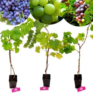 Set mit 3x Weinpflanzen - Trauben pflanzen - Rote, blaue und weiße Traube - Höhe 70 cm - Vitis vinifera