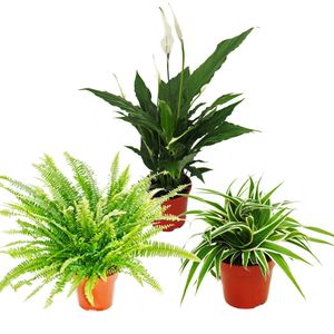 Zimmerpflanzen-Trio "Luftreiniger" - Set mit luftreinigenden Pflanzen (Nephrolepis, Spathiphyllum, Chlorophytum)