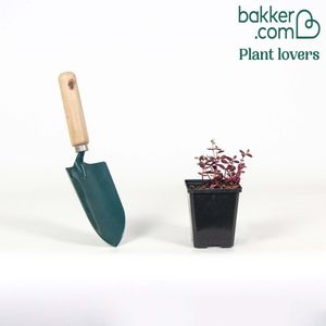 Bakker.com - Sedum Blue Pearl, Der topf / Ø 9cm