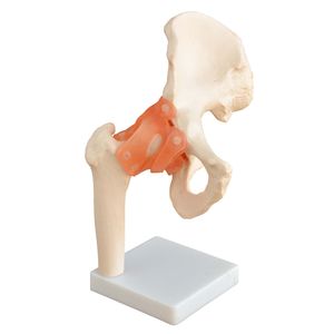 Lebensgroße menschliche  Hüfte (Knochenmodell)  von MedMod