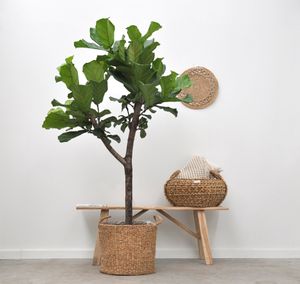 Xxl Plants Ficus Lyrata-Baum - 180 cm, ⌀ 30 cm