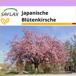 SAFLAX - Japanische Blütenkirsche - 30 Samen - Prunus serrulata