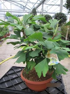 Ginkgo biloba - Fächerblattbaum - 30-40