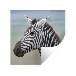 Wandaufkleber - Zebra Nahaufnahme - 100x100 cm - Repositionierbar
