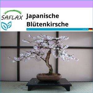 SAFLAX - Bonsai - Japanische Blütenkirsche - 30 Samen - Prunus serulata