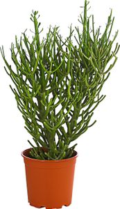 Dehner Bleistiftbaum, dicht verzeigte Wuchsform, ca. 40-50 cm, Ø Topf 17 cm, Zimmerpflanze