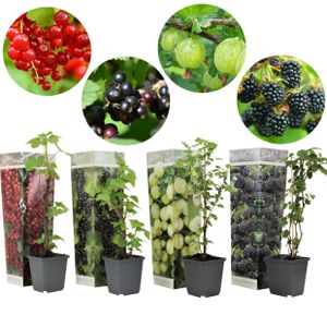 Plant in a Box - Beerenmischung - 4er Mix - Mix von Brombeeren, Johannnisbeeren und Stachelbeeren Pflanzen - Topf 9cm - Höhe 25-40cm