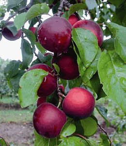 BALDUR Garten Cherrykose®' Kreuzung aus Kirschpflaume & Aprikose, 1 Pflanze, winterhart, mehrjährig, pflegeleicht, P. salicina x P. armeniaca, selbstfruchtend, Obstgehölze, Obst-Rarität
