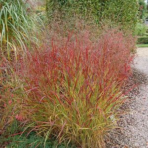 6 x Ruten Hirse Rehbraun - Panicum Virgatum 'Rehbraun'  - Topf 9cm x 9cm